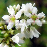 Buckwheat P.E thumbnail-1