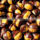 best organic Chinese ringent chestnuts for export