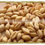 Wheat Machine thumbnail-6