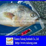 Fresh Freezer Pseudosciaena Polyactis Large Yellow Croaker thumbnail-1