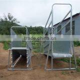 Livestock Loading Ramps for Sheep Goat Cattle thumbnail-1