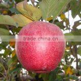 163# Qinguan Apple thumbnail-1