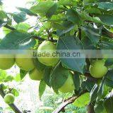 Fresh Early su Pear Juicy su Pear With Best Price for Export thumbnail-5