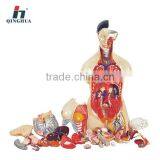 Human Male and Female Torso 85cm