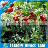 Rodent Proof low cost commercial plastic greenhouse for tomato