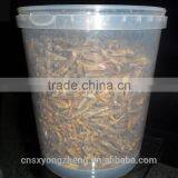 Factory Supply 2.5cm Freeze Dried Locusts thumbnail-2