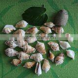 Natural Decotative Semicassis Inornata Seashell for Sale thumbnail-6