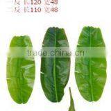 Monstera Leaves,dried Banana Leaf ,foliage Tree Leaves Decoration thumbnail-1
