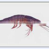 Marine Shrimp thumbnail-1