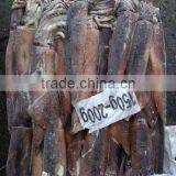 Peruvian Seafood of Illex Squid thumbnail-2