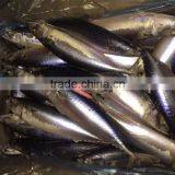 Sea Frozen Mackerel 500-750g 2016 thumbnail-5