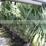 Sabal Causarium " Puerto Rican Hat Palm" 250/300 Plant Size thumbnail-1