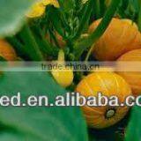 Golden Round Chinese Orange Pumpkin Seeds