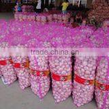 Fresh Garlic thumbnail-6