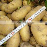 China Fresh Potato With Best Price thumbnail-1