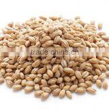 Pearl Barleys thumbnail-1