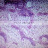 Factory Price Human Histological Oral Slides,pathological Prepared Slides,7101 Microscope Slides thumbnail-4