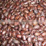 BEST QUALITY CASTOR SEEDS thumbnail-1