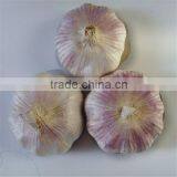 Garlic ( White - Red ) High Quality thumbnail-1