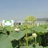 Nelumbo Nucifera Gaertn Lotus Nut Lotus Seeds thumbnail-6