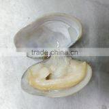Frozen Cooked Short Necked Clam Meat in Plain Bag thumbnail-2