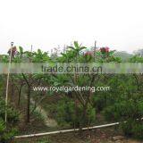 Plumeria Rubra Trees thumbnail-2