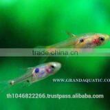 Dwawf Rasbora Fish For Sale and Export / Ornamental Fish Thailand thumbnail-3