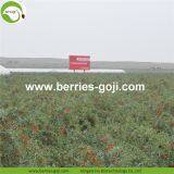 Factory Hot Sale Dried Himalayan Goji Berry thumbnail-3