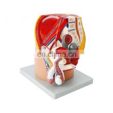 Medical science medical human female male pelvis anatomical model of female pelvis