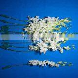 Fresh Cut Flowers Processing Type and Bud Part Fresh Orchid Cheap Wholesale Orchid thumbnail-2