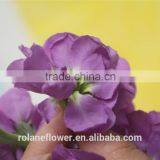 Hight Quality Cut Fresh Violet Flowers Wholesale thumbnail-2