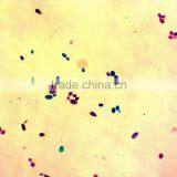High Quality Export Indonesia Lab Using Microscope Prepared Slides thumbnail-4