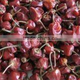 Bell Chilli From India thumbnail-3