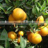 100% Natural Fruit Citrus Grandis 40%-98% Naringin thumbnail-4