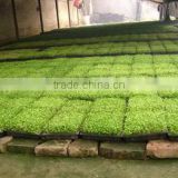 Made in china hot sale promotion flat rice seedling throwing tray
