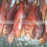 Frozen Red Grouper thumbnail-1