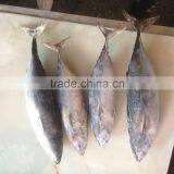 Bonito Tuna thumbnail-4