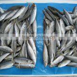 Frozen Fish Frozen Horse Mackerel thumbnail-4