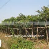 Cassia Surattensis Plants