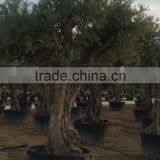Olive Tree - Olea Europaea Regional Ejemplar thumbnail-4
