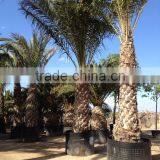 Phoenix Dactylifera "Date Palm Tree" thumbnail-4