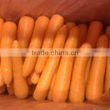 Wholesale New Fresh Carrot Vegetables China Supplier thumbnail-1