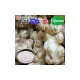 Organic Gingembre Extract/gingembre/gingembre Powder thumbnail-2