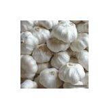 Sell Pure White Garlic thumbnail-1