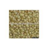 White Sorghum