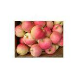 Fresh Apple thumbnail-3