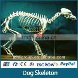 JLDF-G-0019 Life Size Museum Quality Dog Skeleton Quality Choice