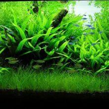 Algaecide For Metal Cutting Fluids/Pool/Aquarium/ CAS NO.31075-24-8 thumbnail-3