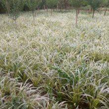 Prices, Pictures, and Quotation Table of Liriope Muscari From Jiangsu Base in 2022 thumbnail-3