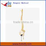 High Quality Vertebral Column With Pelvis Skeleton Model
